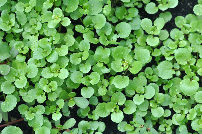 garden design garden care