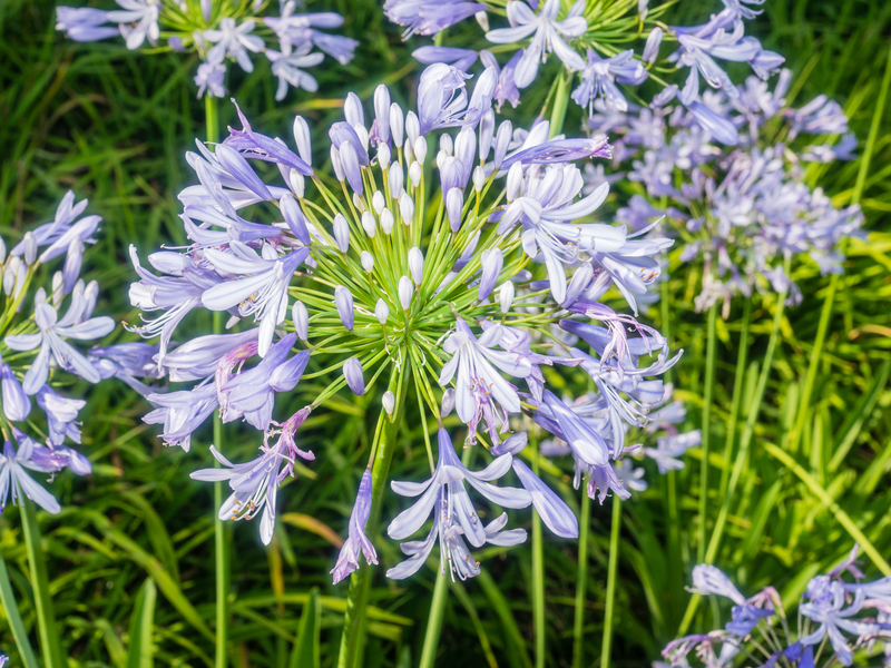 Garden yard