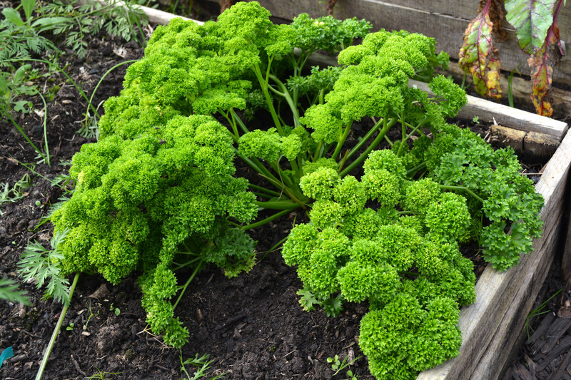 Garden yard